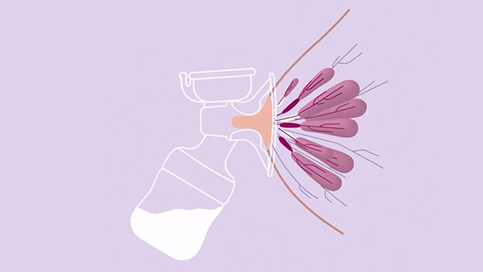 D&eacute;couvrez comment la technologie de mouvement naturel vous aide &agrave; mieux tirer votre lait